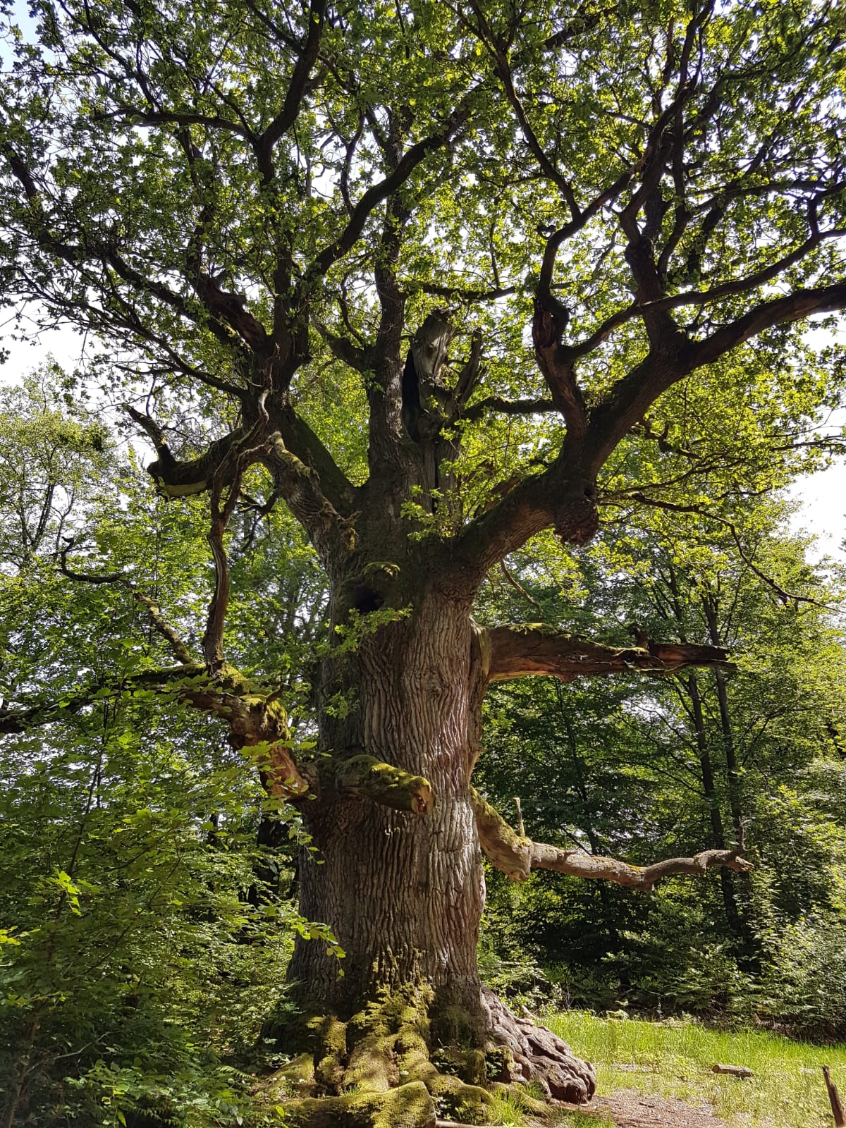 Baum, Foto: Gudrun Kollum